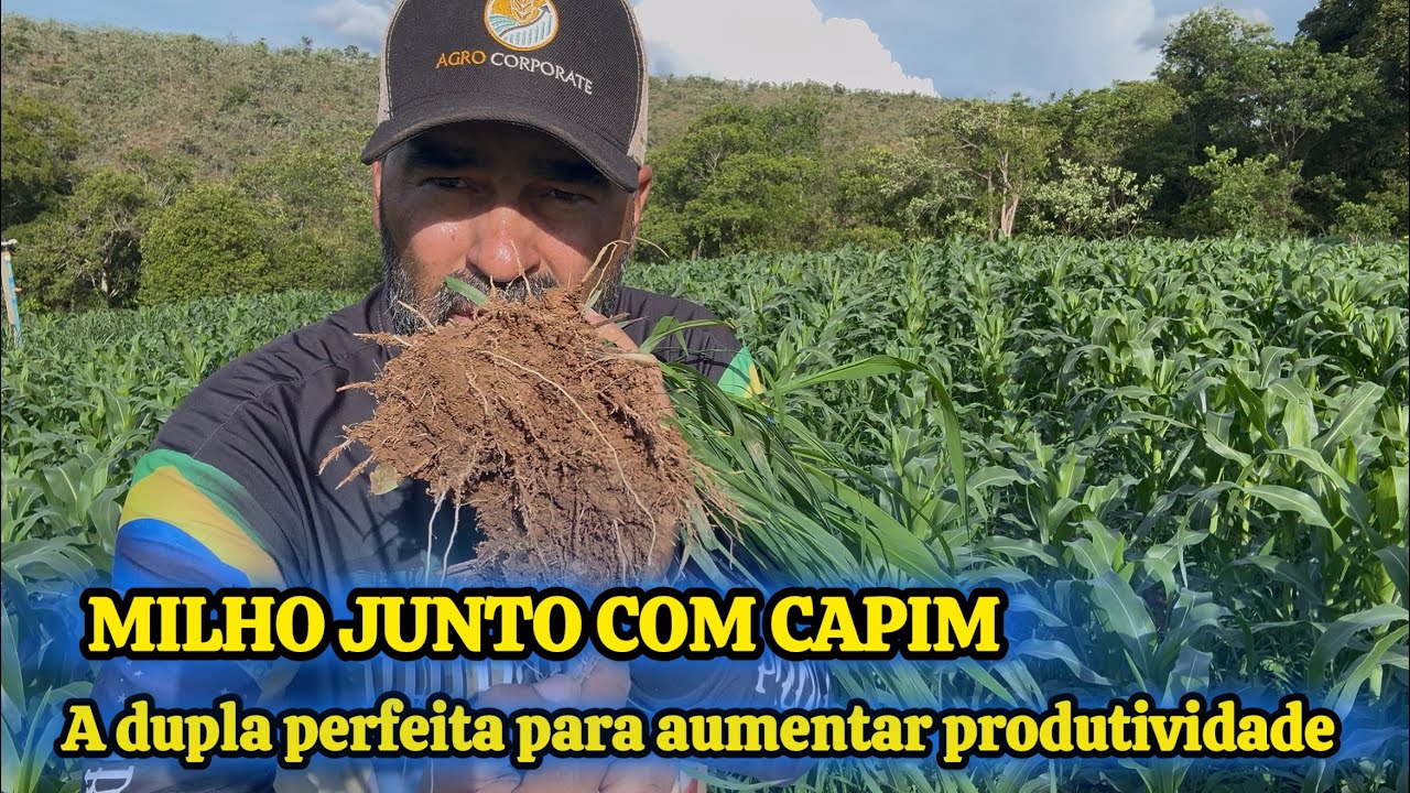 PLANTE CAPIM NO MEIO DO MILHO E VEJA O QUE ACONTECE DEPOIS. 