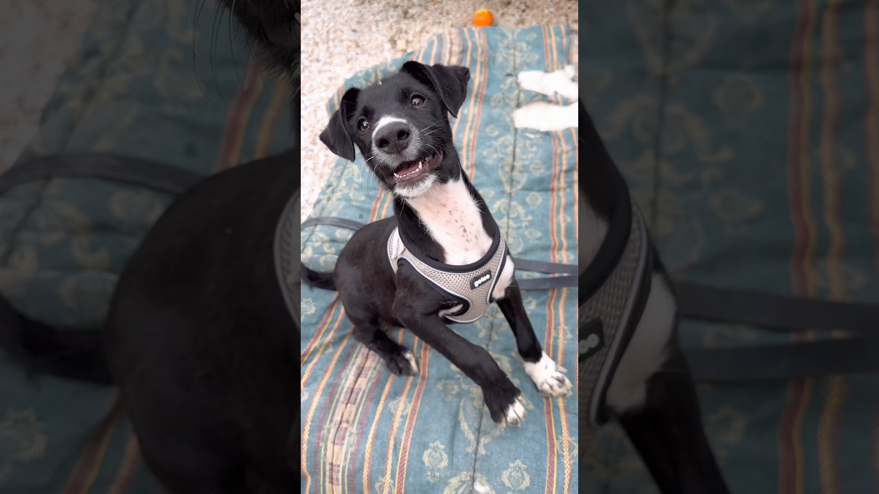 Sud is still waiting for a home. He&rsquo;s fabulous!