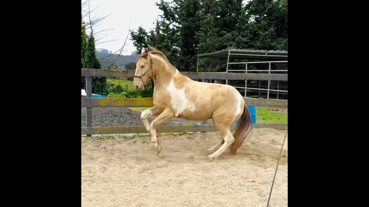 Missouri Fox Trotter - Bojangles - Advice - Gaited Horse Training