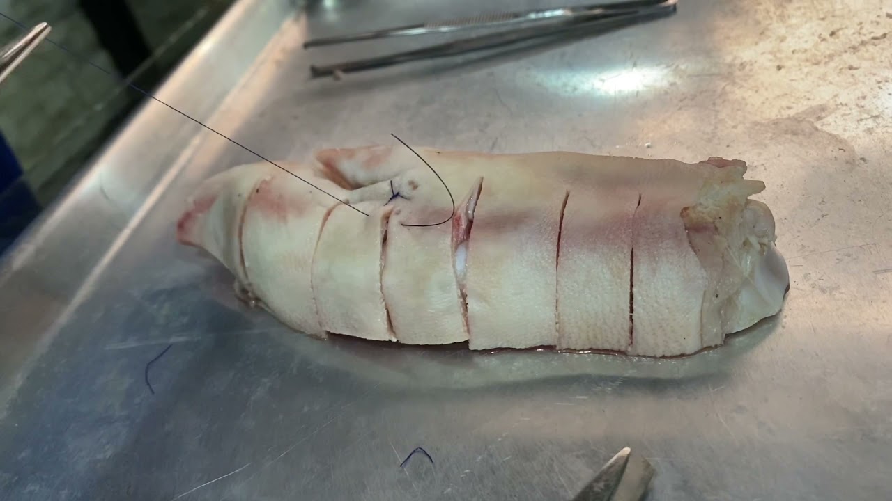 Taller de suturas simple, de puntos continuos y separados