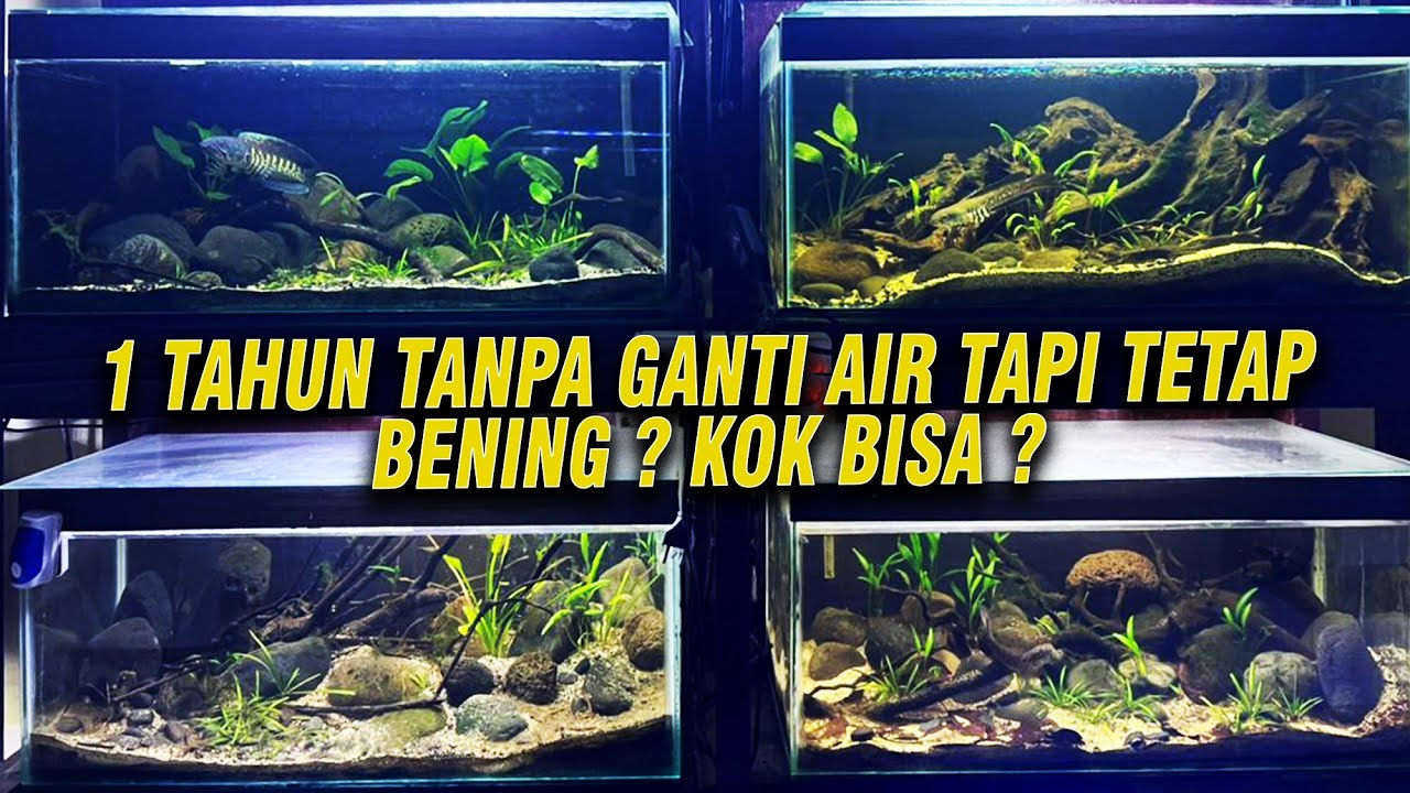 1 TAHUN TANPA GANTI AIR TAPI TETAP BENING? INI RAHASIA NYA !!!