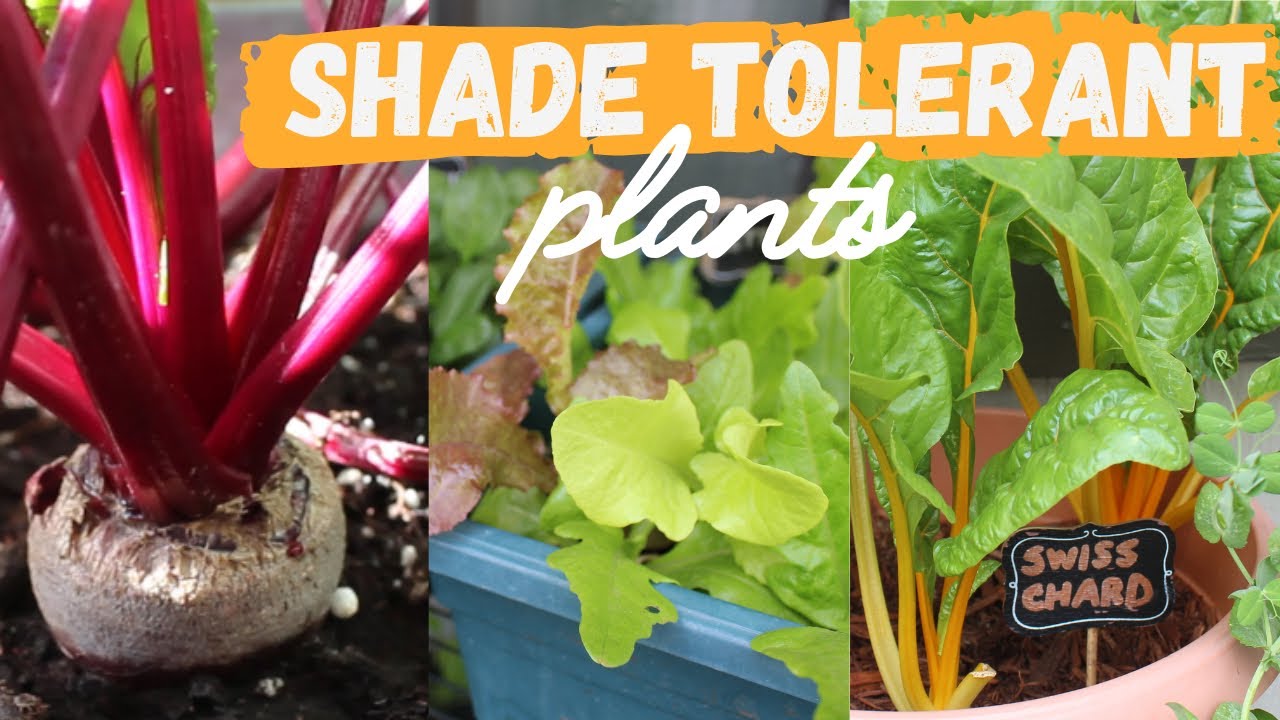 8 Vegetables to Grow in Shade | Growing in Containers