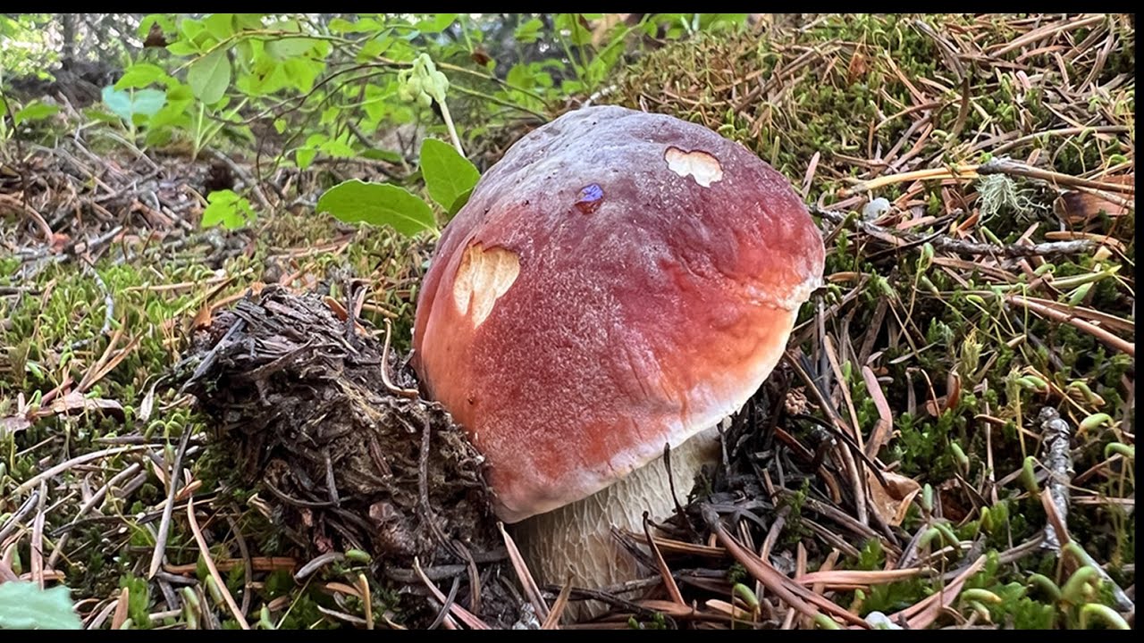 King Bolete Mushroom Hunt in Colorado!