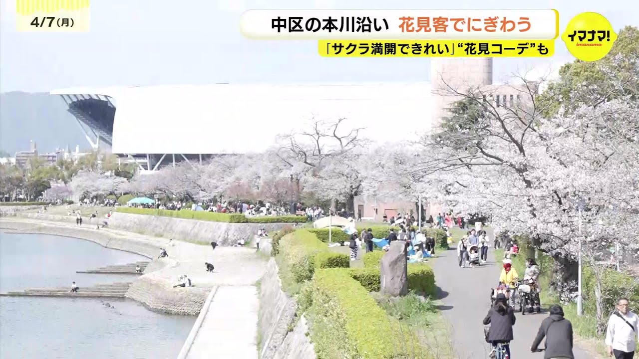 広島市中心部の本川沿い「桜満開できれい」“花見コーデ”も　花見客でにぎわう