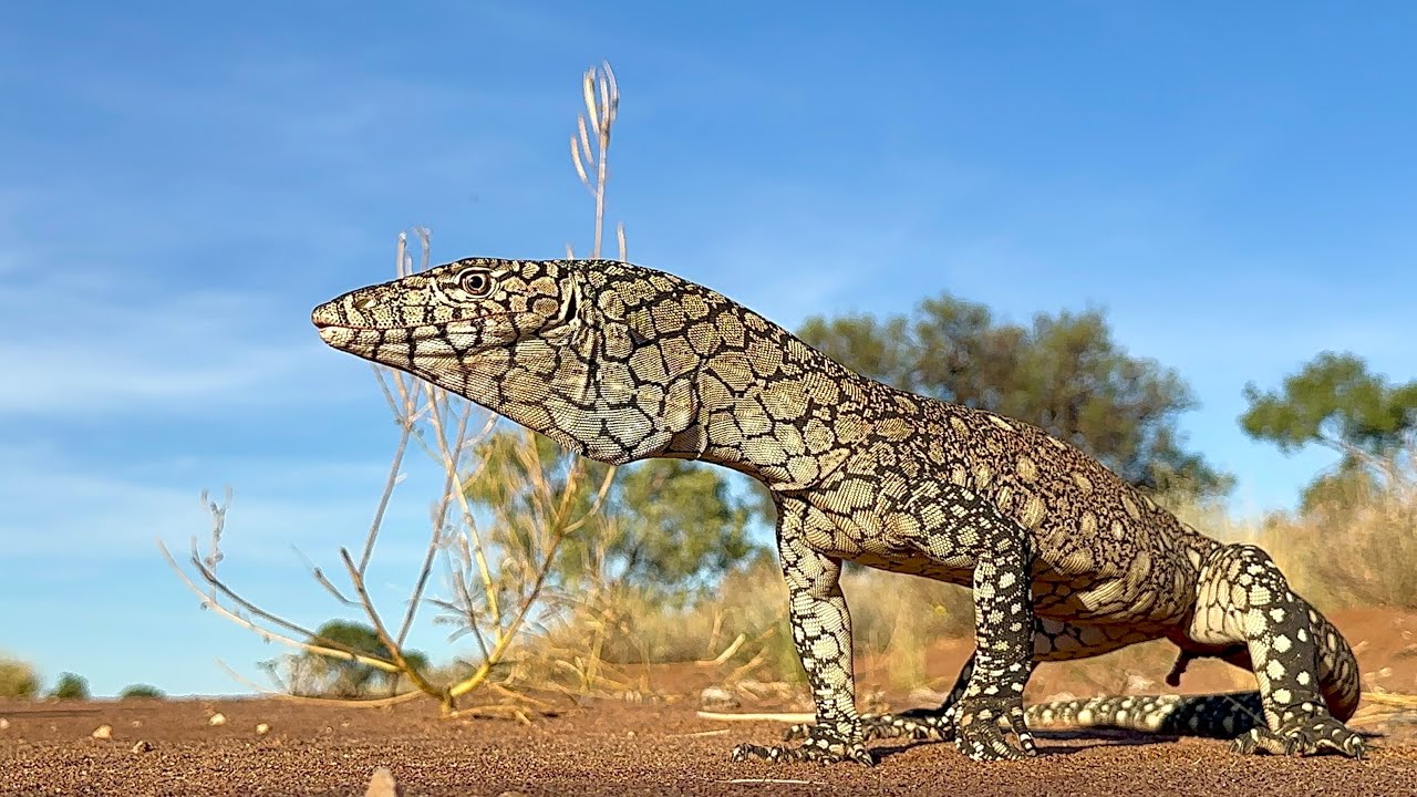 Поймать самую большую ящерицу Австралии в глубинке, The Perentie