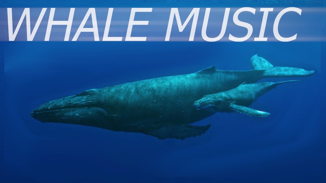 I made ambient music with whale noises.
