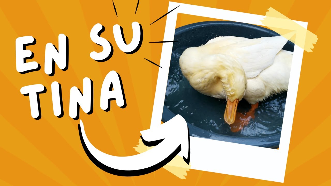 Así se BAÑA mi PATA su RUTINA es ¡SORPRENDENTE! | Bowsi