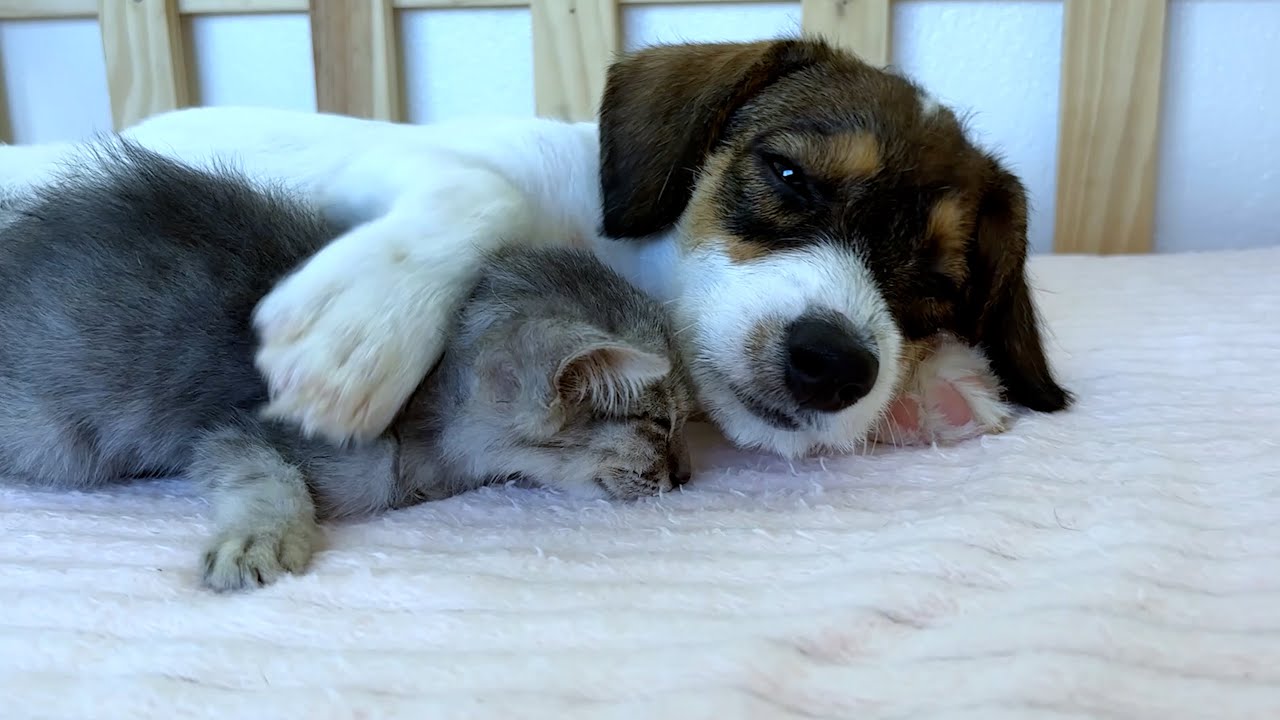A Puppy’s Reaction to Seeing a Kitten Take a Bath for the First Time