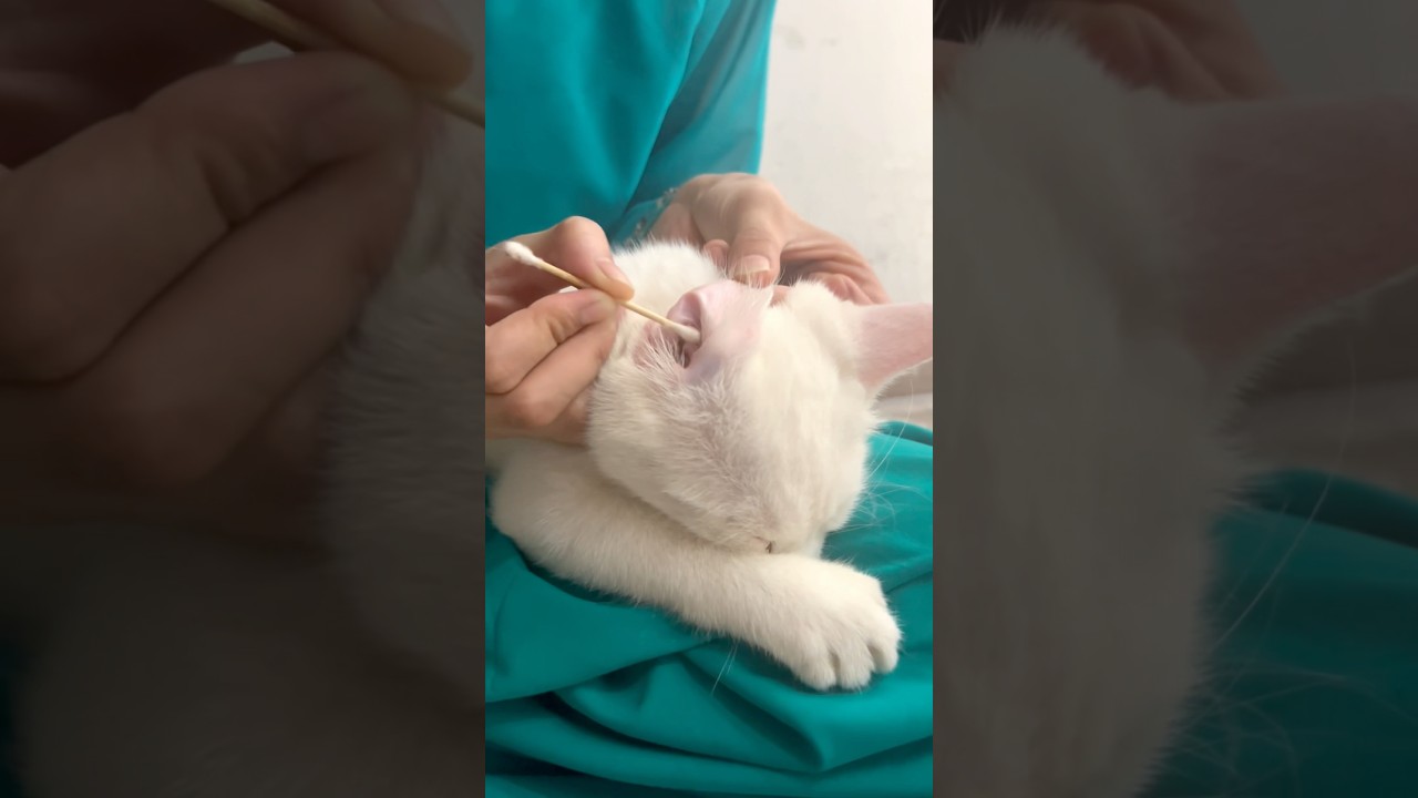 Ear cleaning day of Simba🫧🧽.                       #earcleaning #cat #simba #cute #catlover