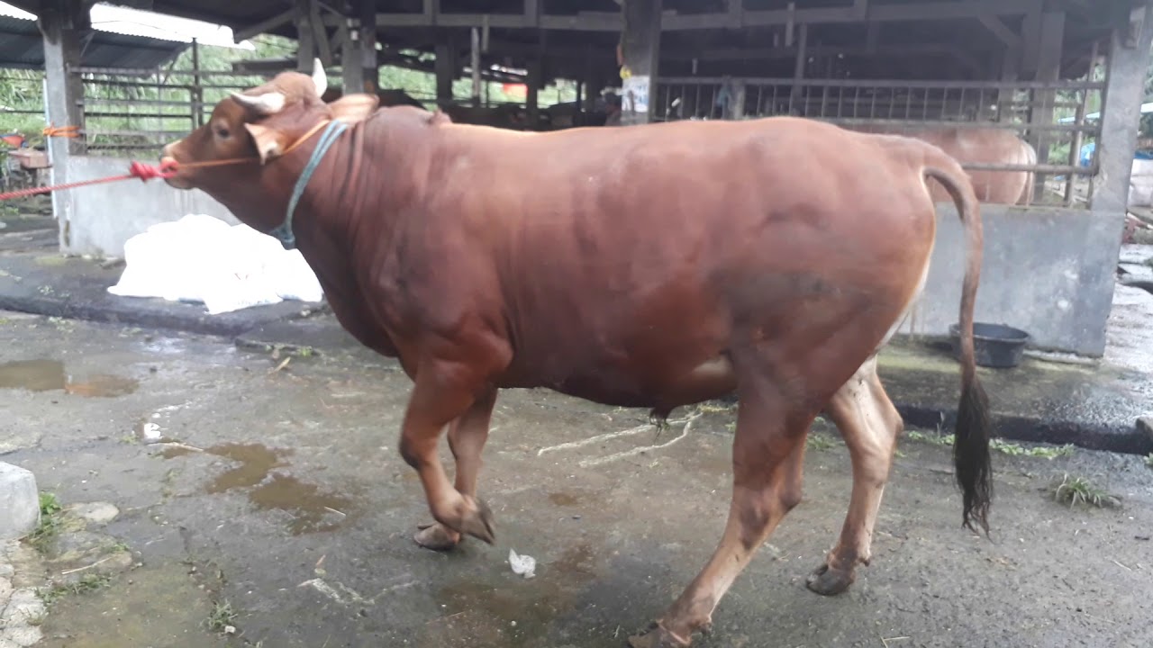 Sapi 1 ton 31 januari 2018