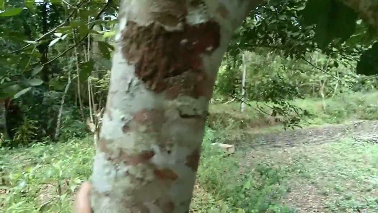 BUHAY PROBINSYA PUMUNTA AKO SA DATING TINITIRAHAN NAMIN#buhayprobinsya #bukidlife #nature #plants 