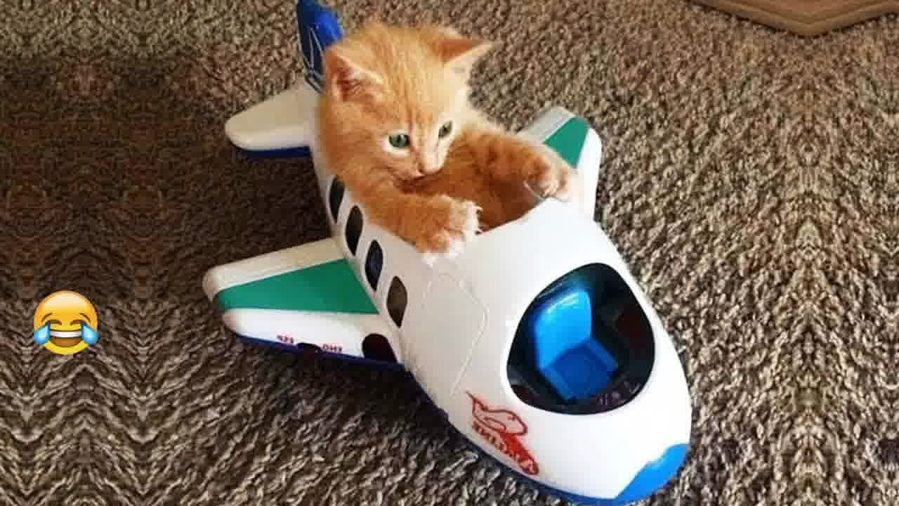 CLASSIC Dog and Cat Videos😪🐶1 HOURS of FUNNY Clips😻