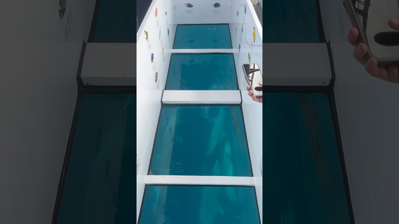 Island hoping with dolphin🐬🐬🐬 #lambeturah #island #islandhopping #goodweather #dolphin #fish #fyp