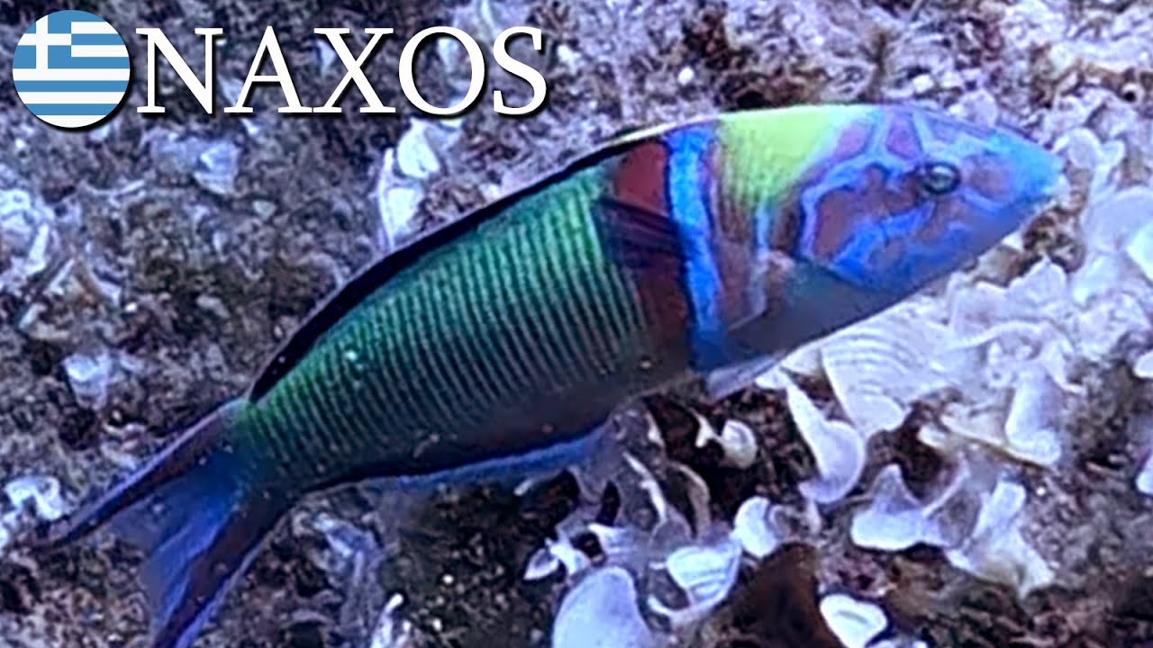 Naxos holiday scuba diving, Black Rock & Trapezaki Reef 🇬🇷 Greece | v110