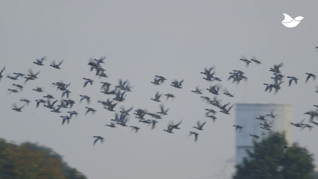 How to Repel Birds Effectively