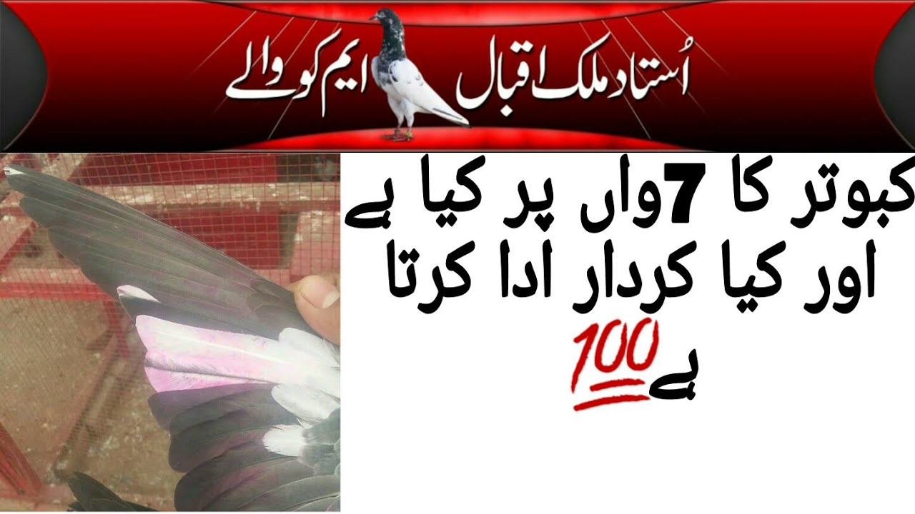 ساتویں پر کی پہچان /+اچھے کبوتر کی پہچان