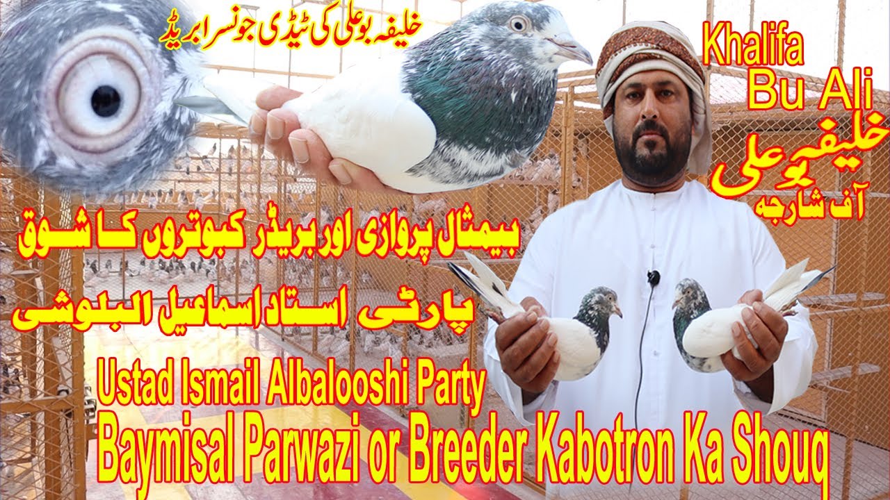 Khalifa Bu Ali|Baymisal Breeder or Parwazi  Kabotron Ka Shouq|Breeder Setup|Ustad Ismail Party UAE