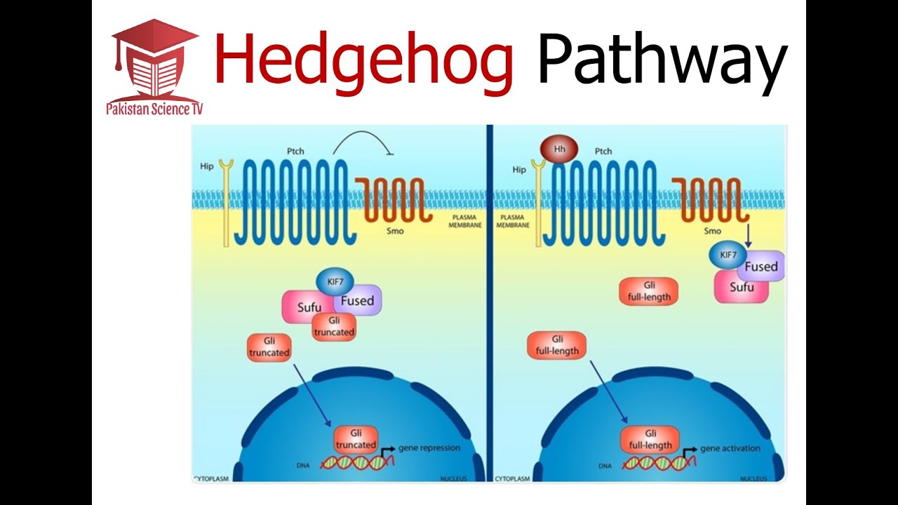 Hedgehog Signalling Pathway