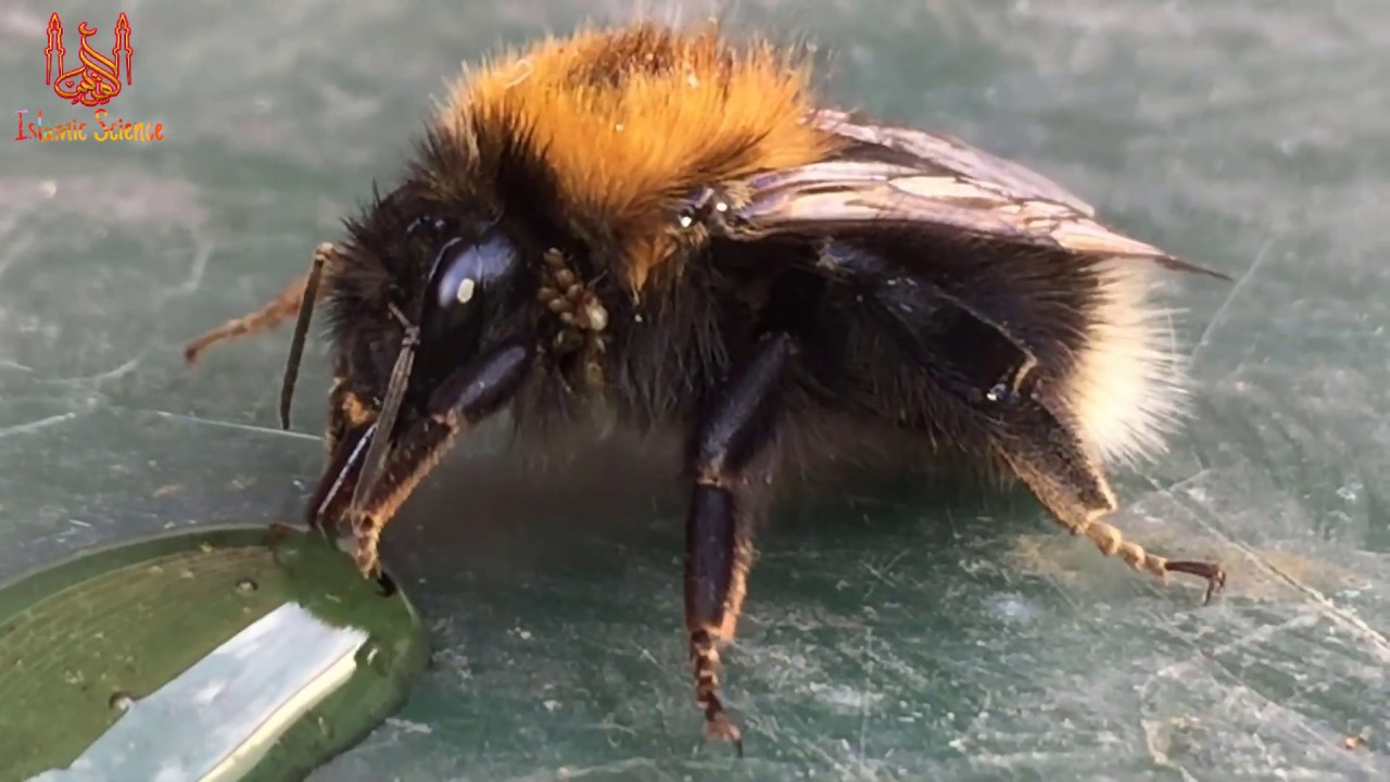 In the Quran there is something strange about number 16 and the bees || islamic science ||