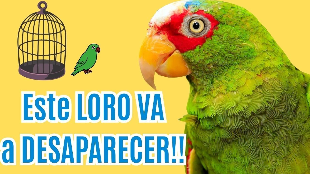 Este LORO VA A DESAPARECER si no hacemos NADA! 