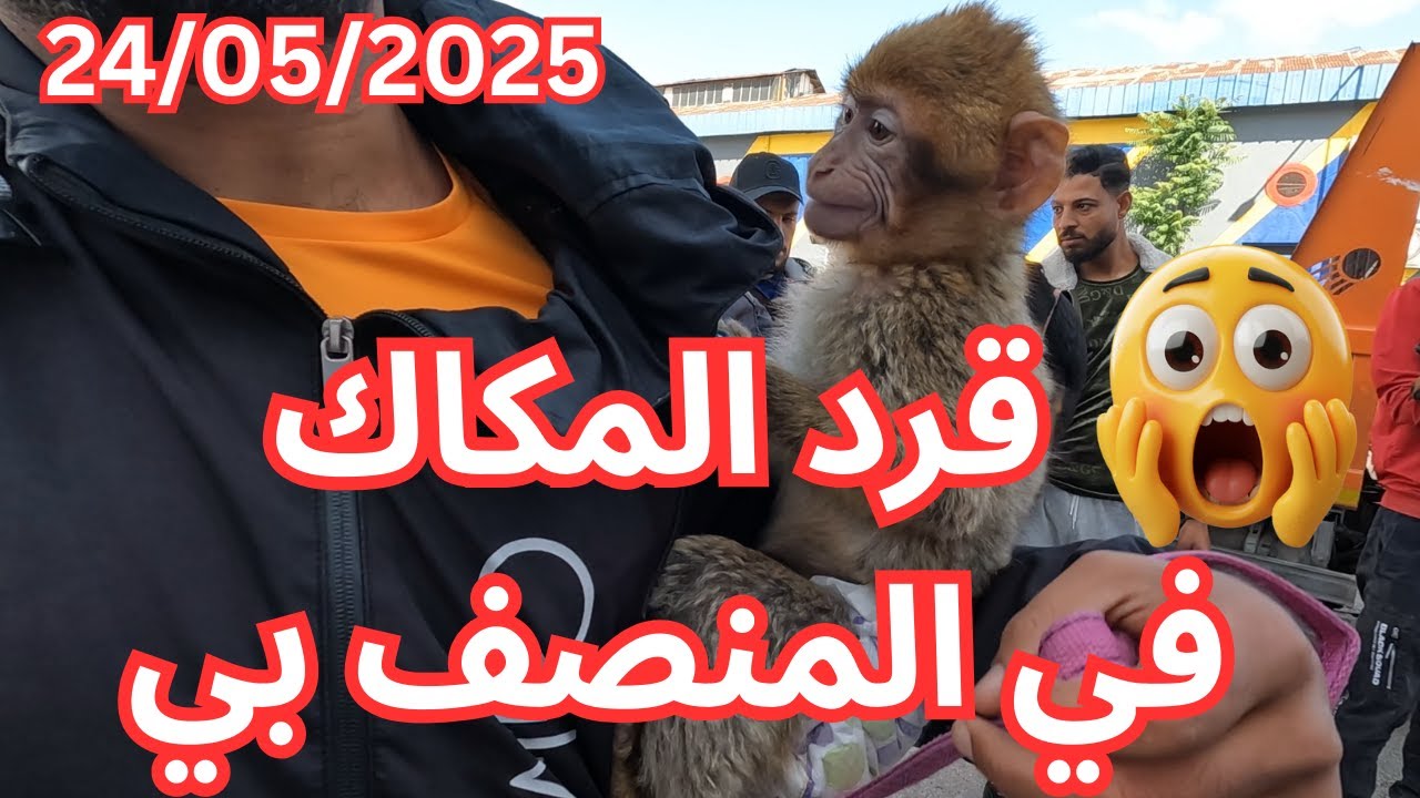 جولة في سوق الحيوانات منصف باي 25/05/2025 (A tour of the Moncef Bay animal market)