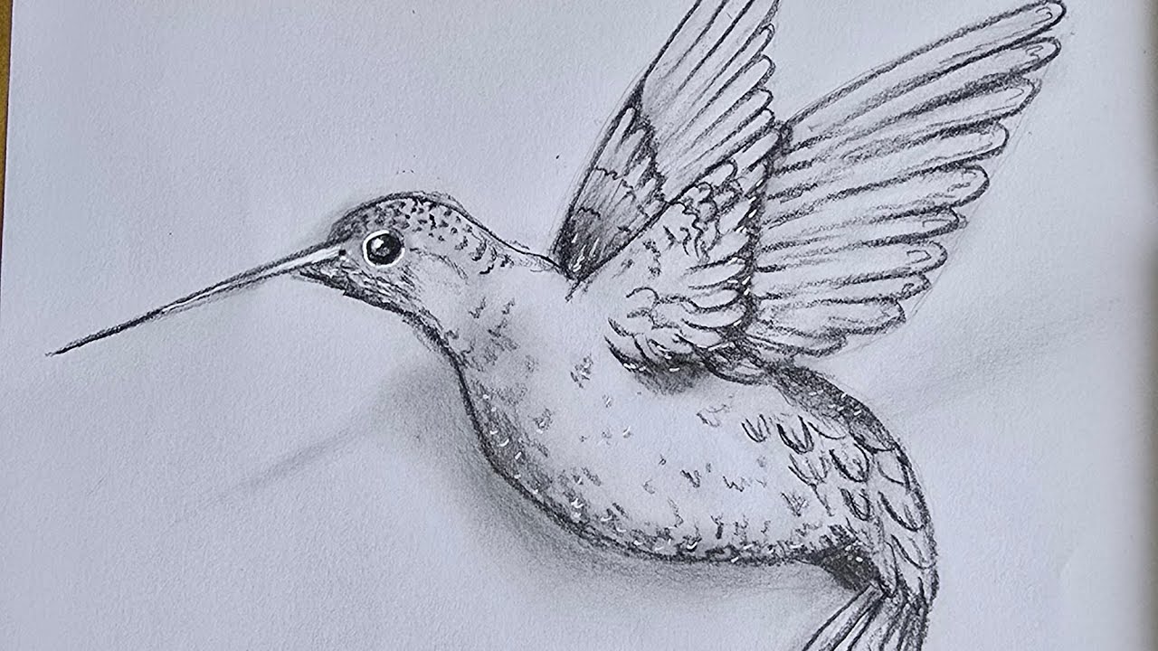 Bird drawing