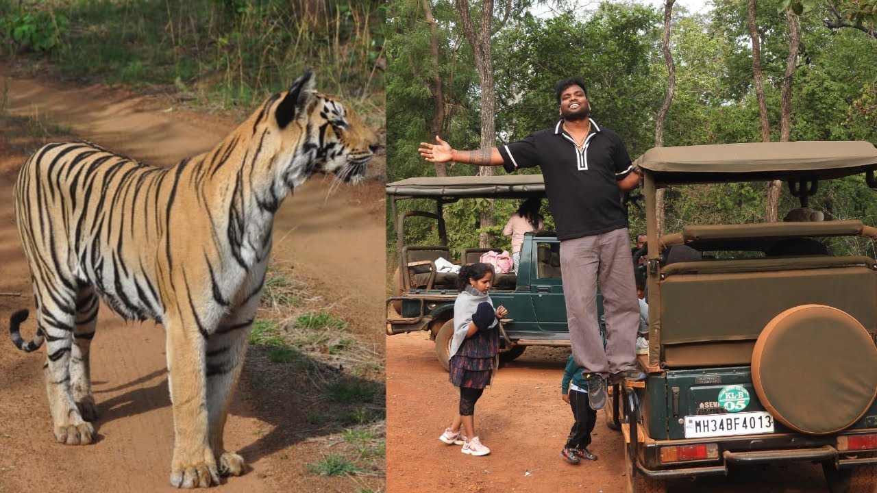 Tadoba Jungle Safari🐯|Tadoba Andhari Tiger Reserve|Kolara Gate 