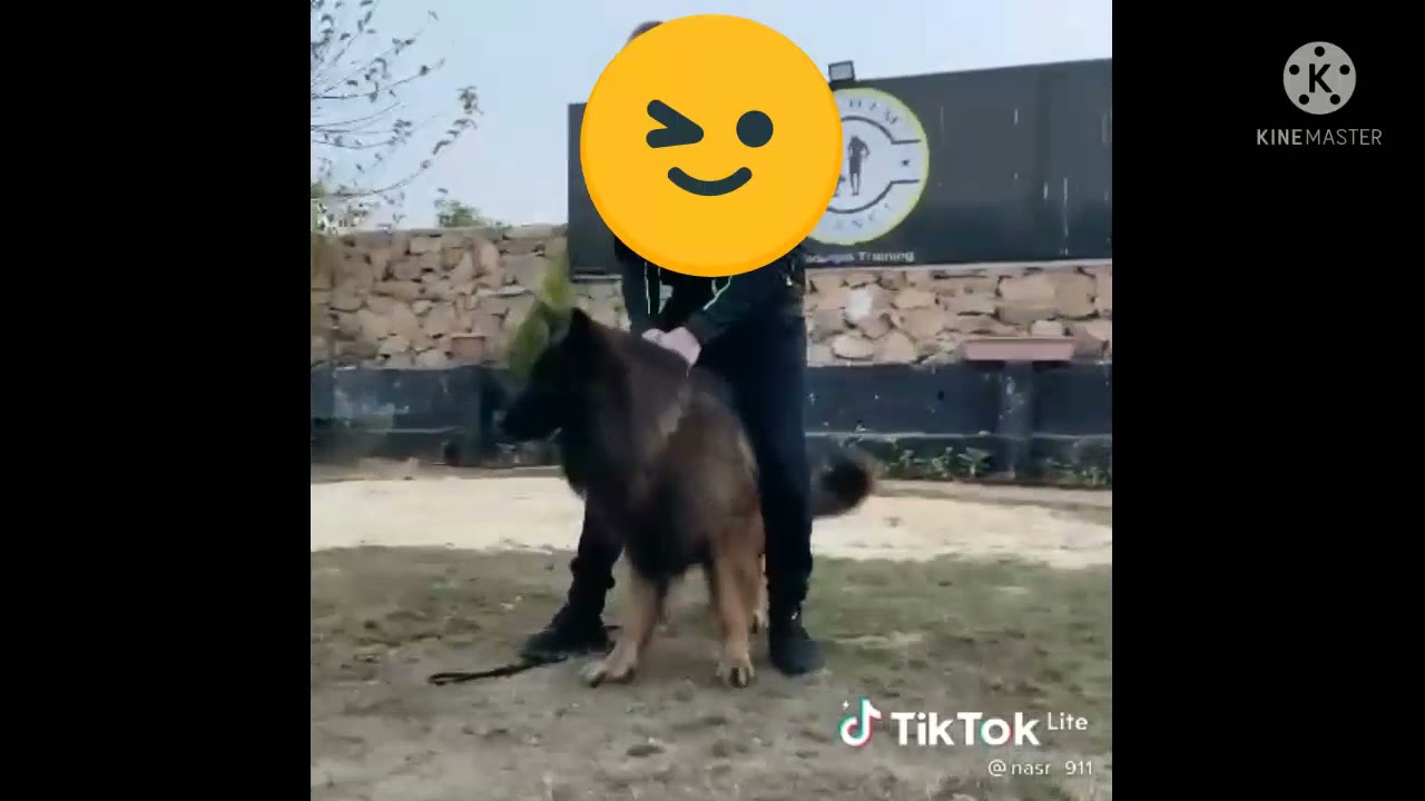 اشرس.كلب.بارجي