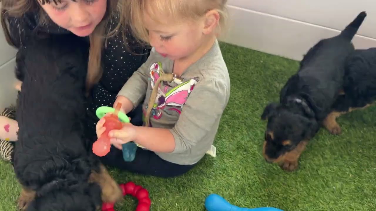 Mia-Caesar 12/19/25 Airedale puppies 6 weeks PART 1