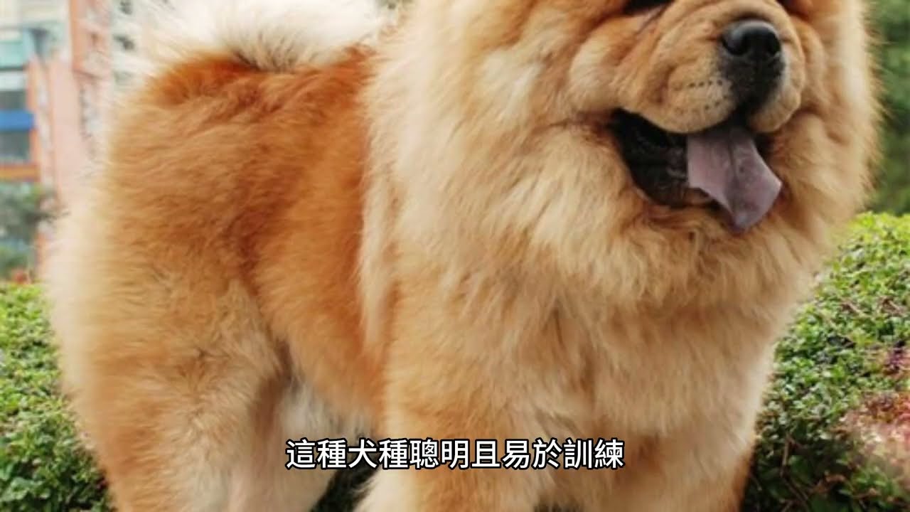 松獅犬 #Chow Chow #獅子狗