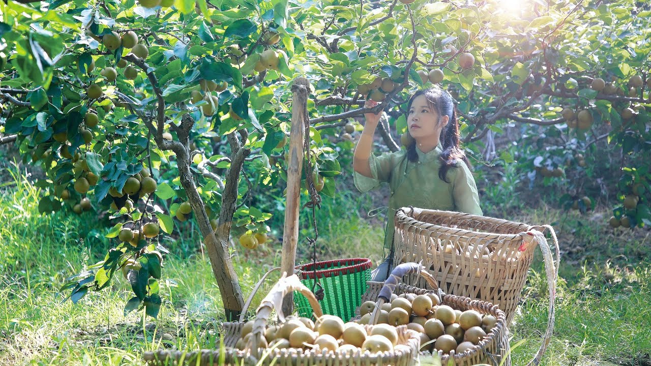 pear harvest, pick a full basket to cooking delicious food梨子迎來大豐收，摘下滿滿一筐烹飪成各種美味的食物丨Lizhangliu
