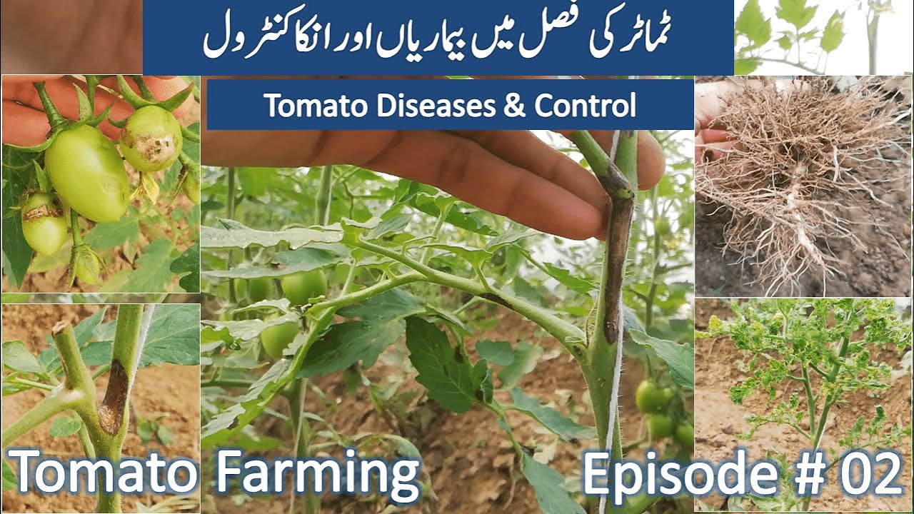 Identifying Tomato Diseases & Control [Pesticide,Early Blight,Late Blight, Roots Diseases,Leaf Curl]