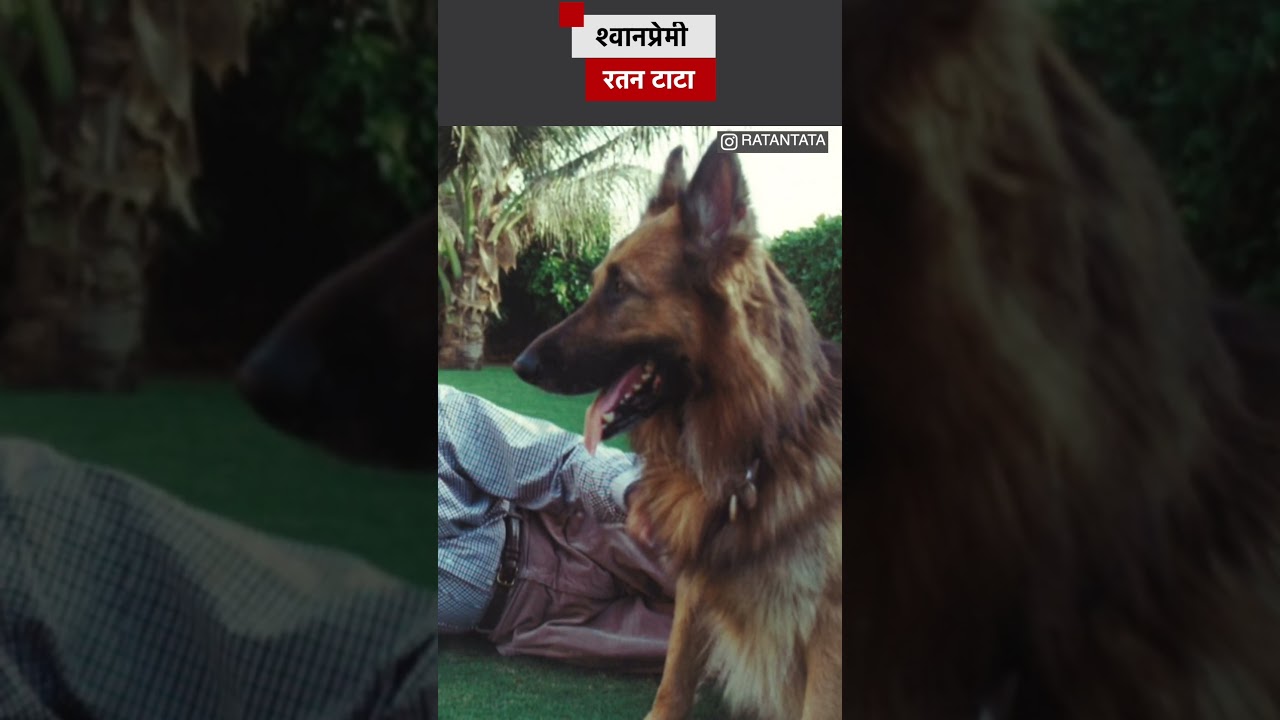 Ratan Tata Death : Dog Lover जेव्हा त्यांनी कुत्रा आजारी पडल्याने इंग्लंडला जाणं टाळलं