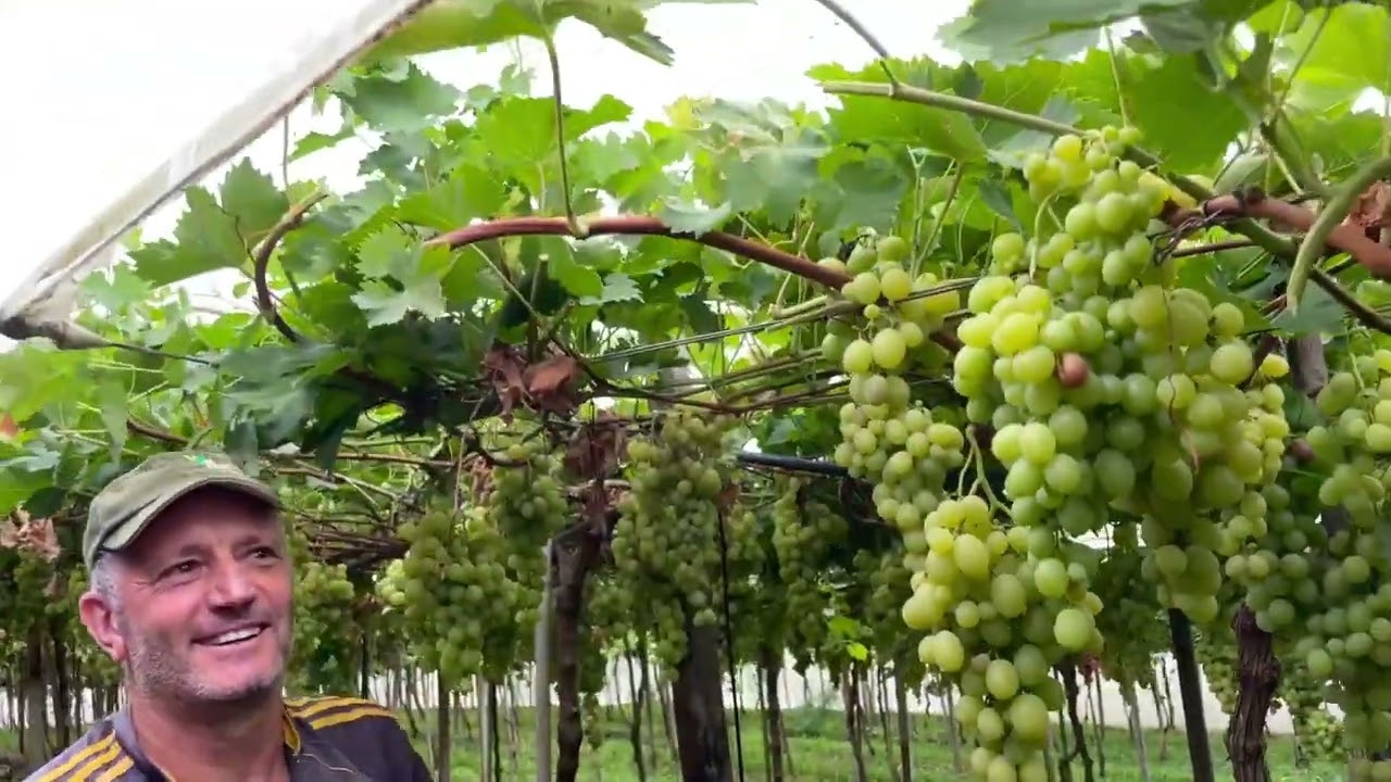 Uvas de mesa: dedicação, delicadeza e sabor