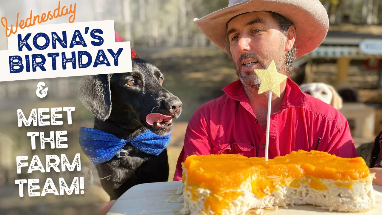 Happy birthday Kona the Labrador and Luke introduces our staff at the farm