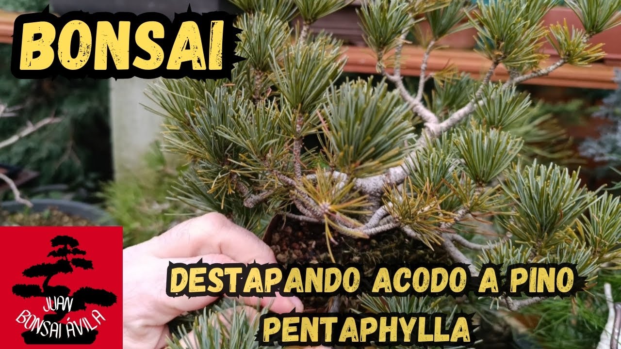 Acodo a pre bonsai de pino pentaphylla, FAIL y cambio de opinión #bonsai