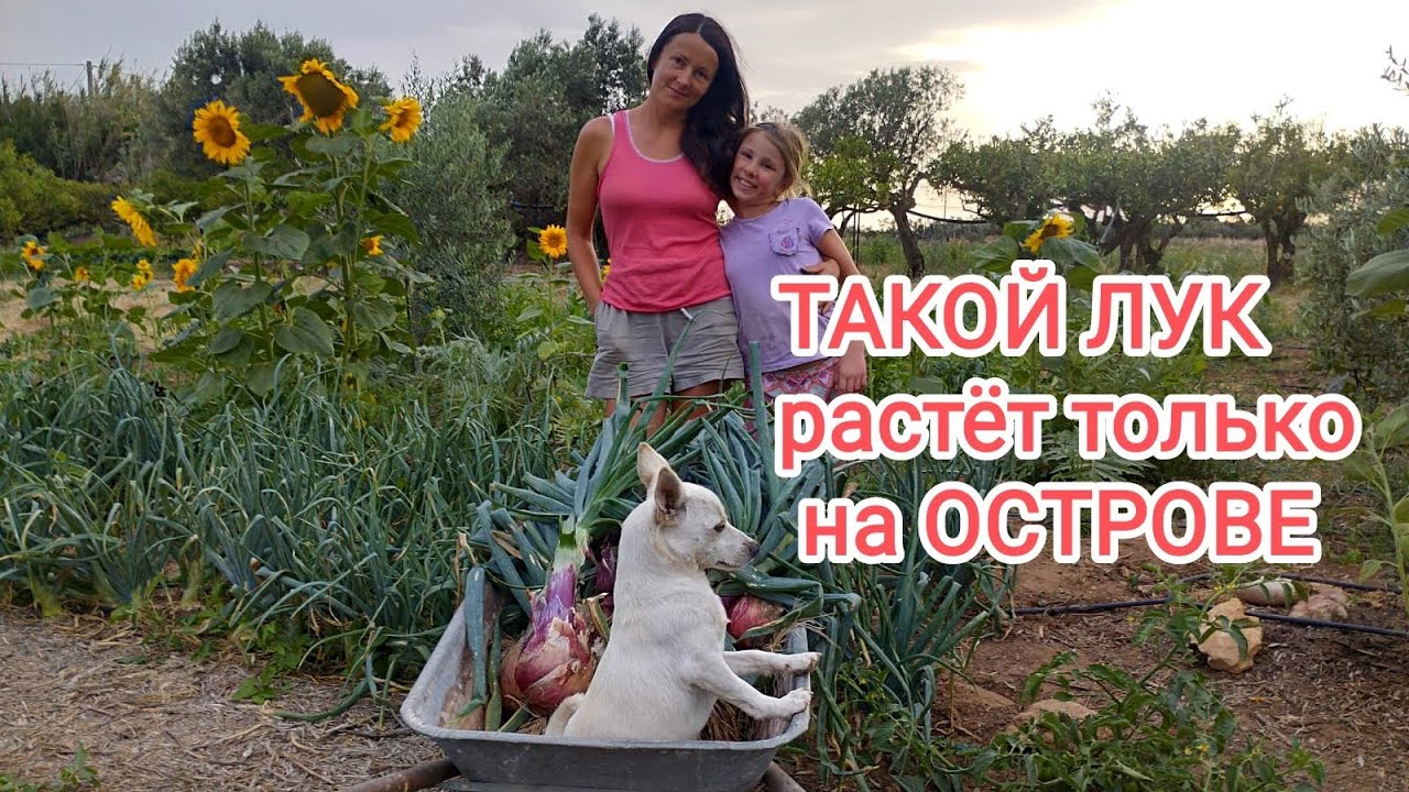 80. ЖИЗНЬ семьи на сицилийском ХУТОРЕ. Готовим ликёр ЛИМОНЧЕЛЛО.  Новые ОБИТАТЕЛИ ХУТОРА.