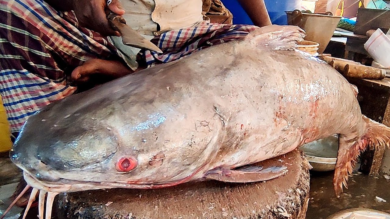 Amazing Giant CATFISH Cutting Skills In Fish Market | Catfish Fish Cutting Skills