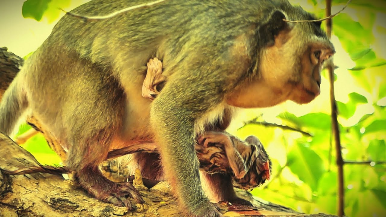 Amazing mother monkey gives birth safely