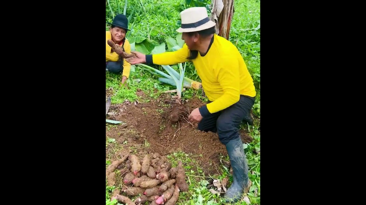 Esta es la papa🥔 que produce en la amazonía
