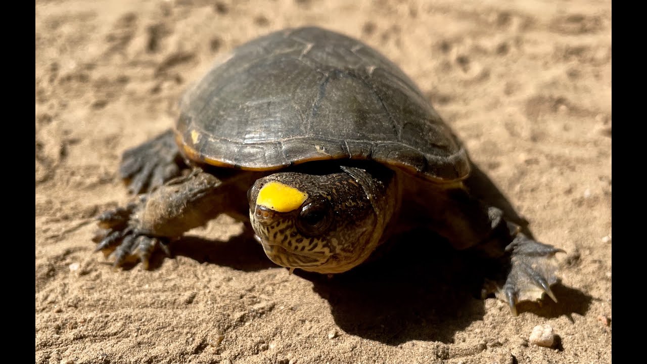 La Casquito de Vallarta, una tortuga al borde de la extinci&oacute;n.