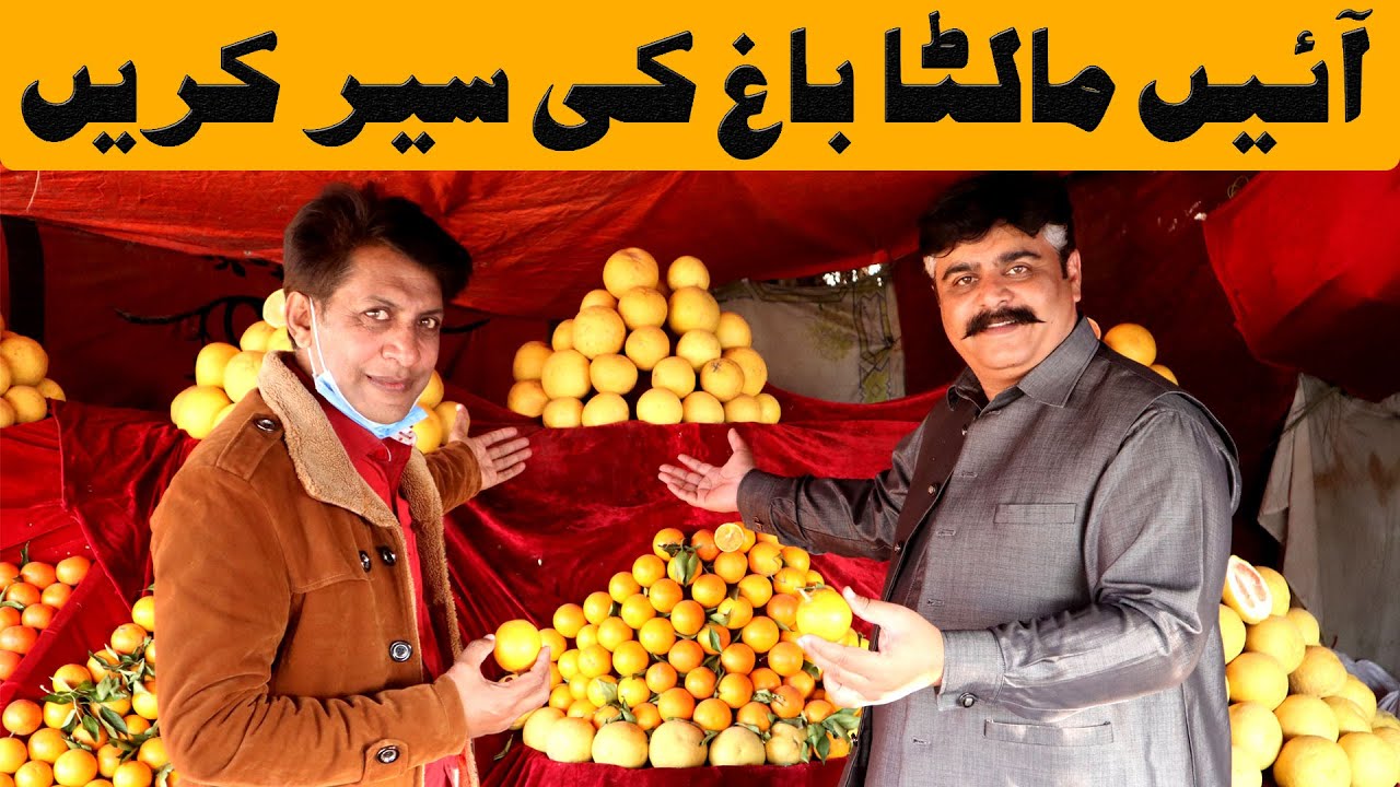 Citrus Fruit | Moro Black Specialty of Khanpur, Khyber Pakhtunkhwa | December 2020