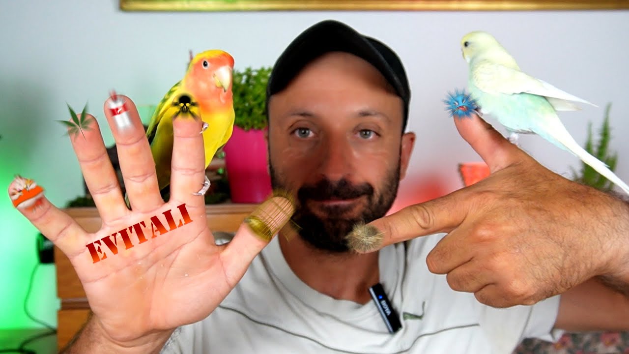 7 errori che fanno tutti con i pappagalli