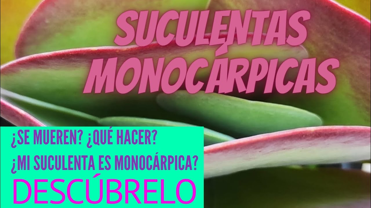 CUALES SON LAS SUCULENTAS QUE MUEREN DESPUES DE FLORECER / SUCULENTAS MONOCARPICAS