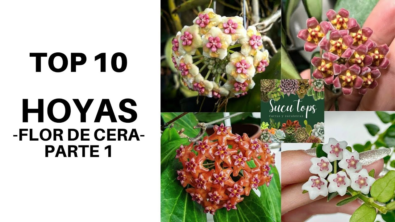 TOP 10 HOYAS -FLOR DE CERA- PARTE 1