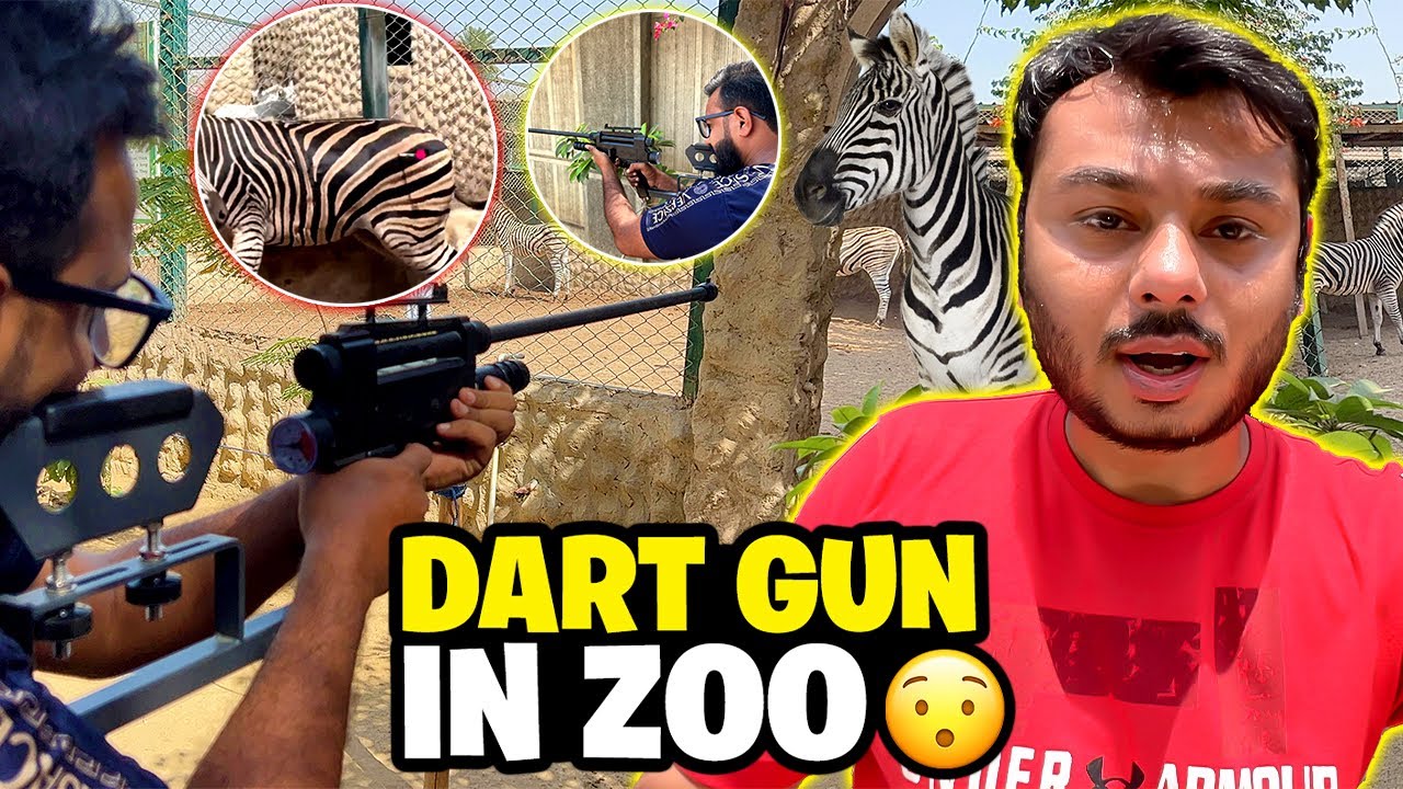 ZEBRA KO BEHOSH KARNA PARHA/tranquilizer ka use Kara zoo me