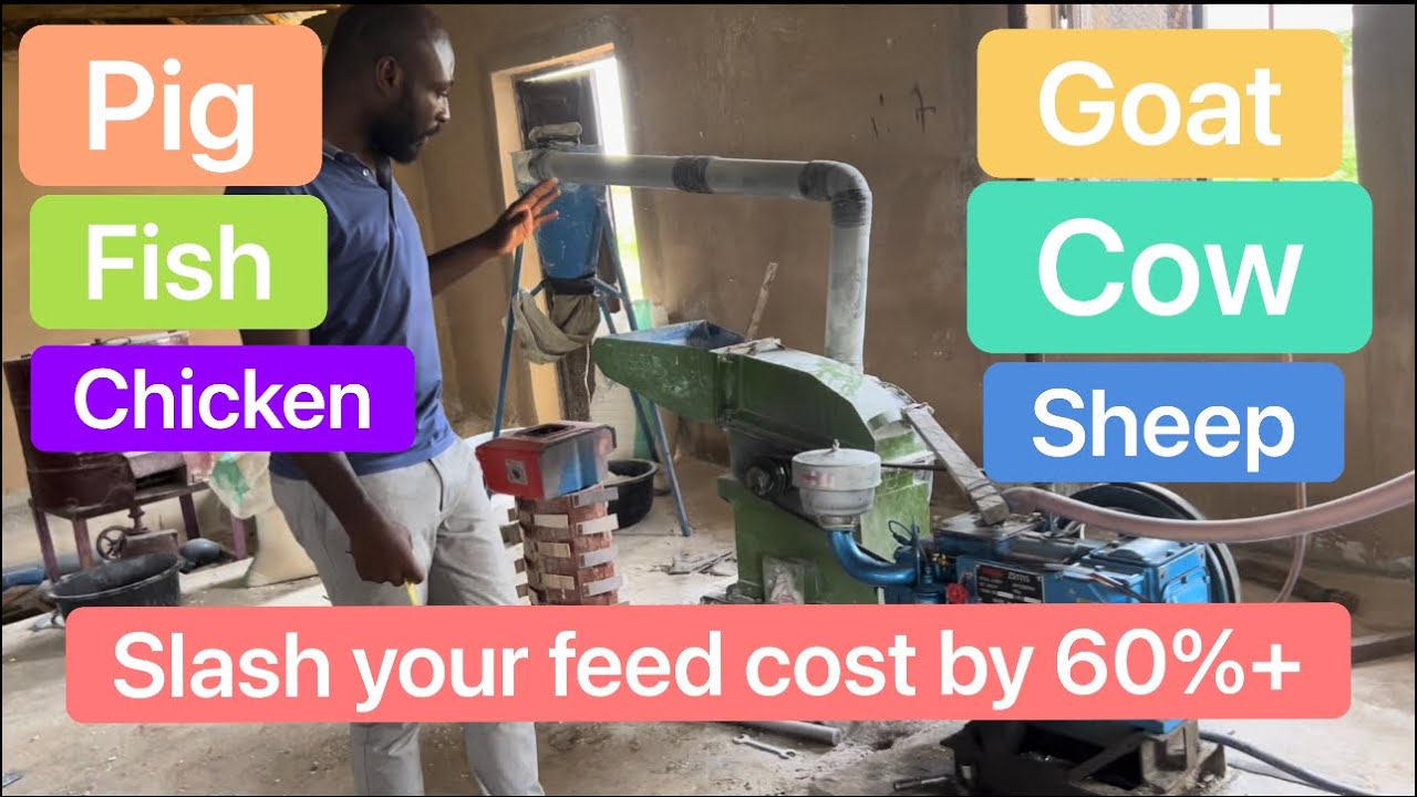 How we save MILLIONS monthly. How to reduce cost of FEED by over 60%!!! LIVESTOCK, POULTRY, FISHERY