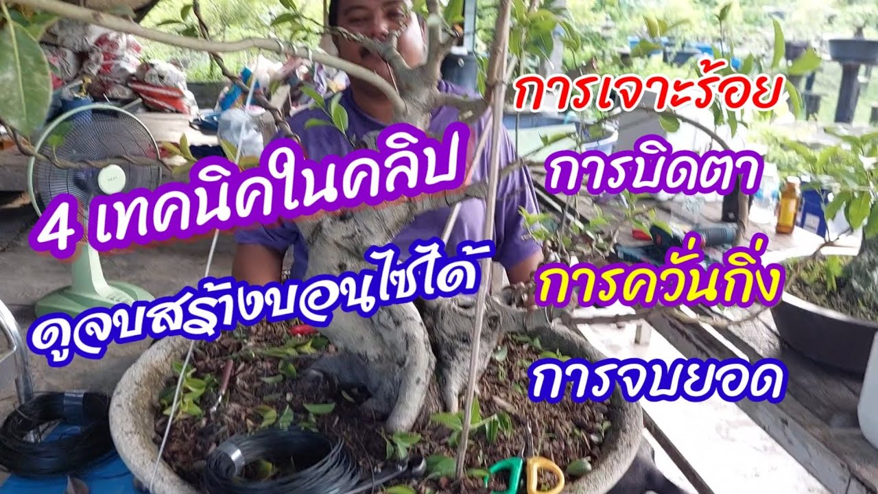 💥4 เทคนิคการสร้างไม้ ดูจบเข้าใจได้อีกเยอะเลยทีเดียว บอนไซบ้านมดจัดให้ยาวๆไปครับความรู้แน่นจุกอก