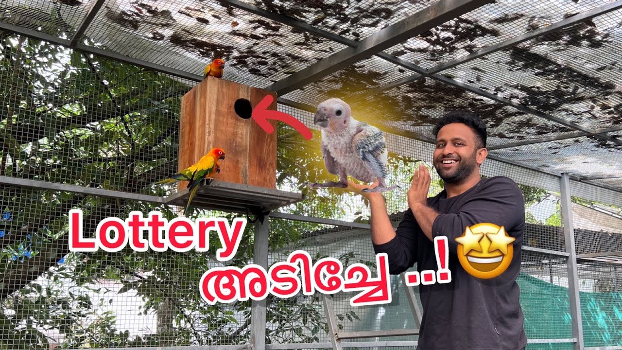 🦜പഞ്ചവർണ്ണ തത്ത നമ്മുടെ കൂട്ടിൽ വിരിഞ്ഞു..! 🤩 Exotic Pets Breeding Progress In Our Backyard Aviary