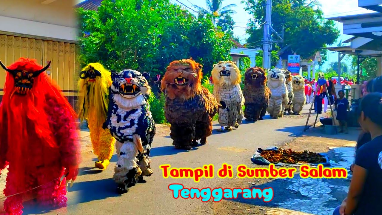 Can macanan singo raung cilik di undang acara khitan tampil di sumber salam tenggarang